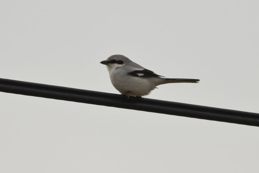 Büyük Örümcekkuşu