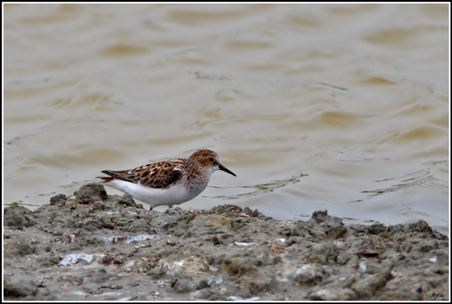 Little Stint