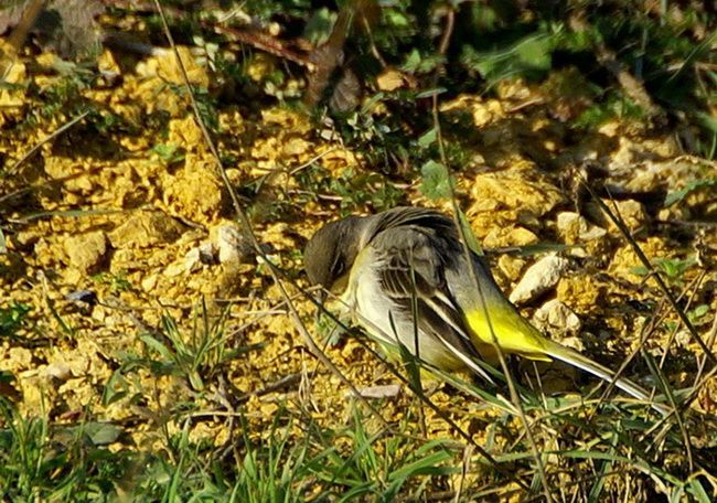 Grey Wagtail