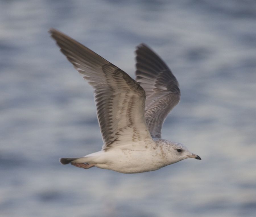 Common Gull