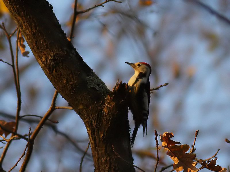 Middle Spotted Woodpecker
