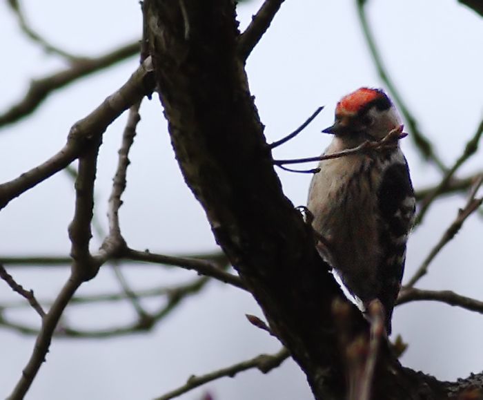 Lesser Spotted Woodpecker