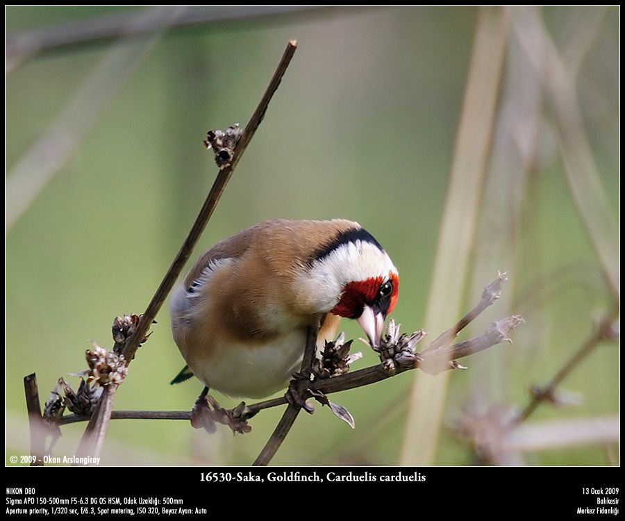 European Goldfinch
