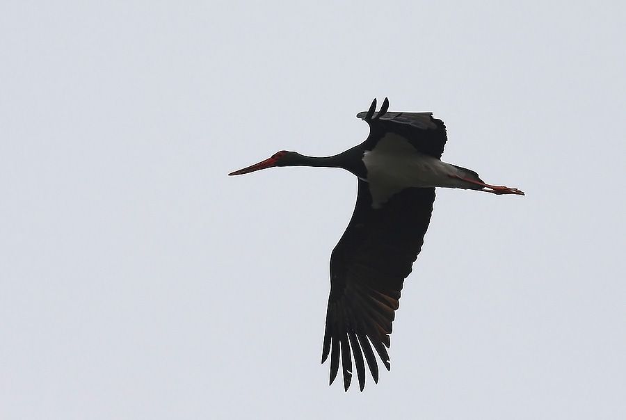 Black Stork