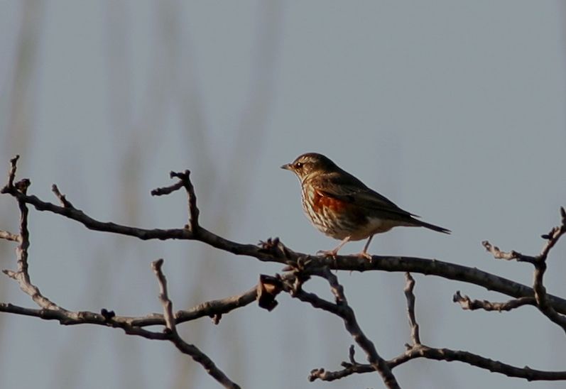 Redwing