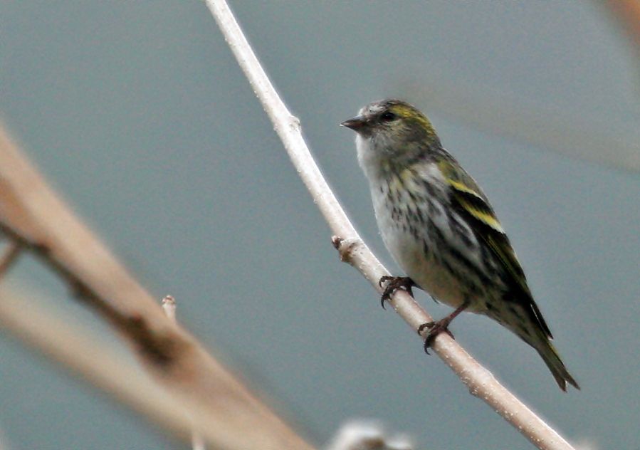 Eurasian Siskin
