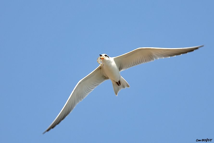 Gull-billed Tern