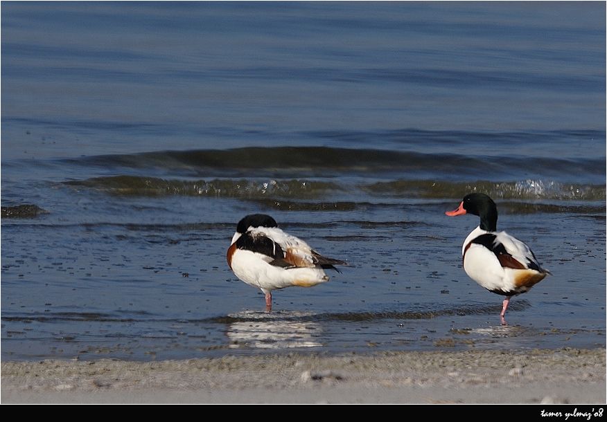 Common Shelduck
