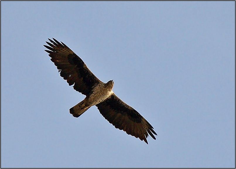 Bonelli`s Eagle