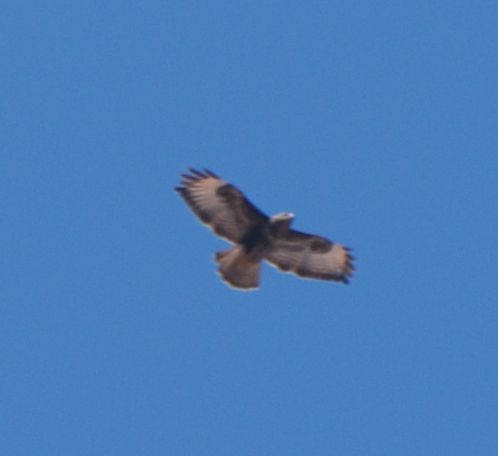 Common Buzzard