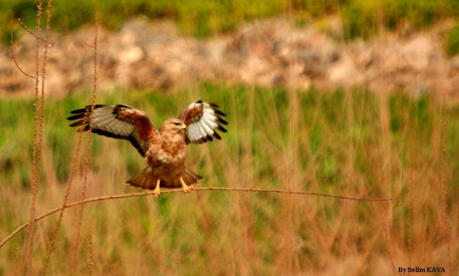 Common Buzzard