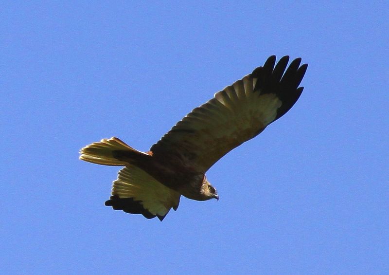 Western Marsh Harrier
