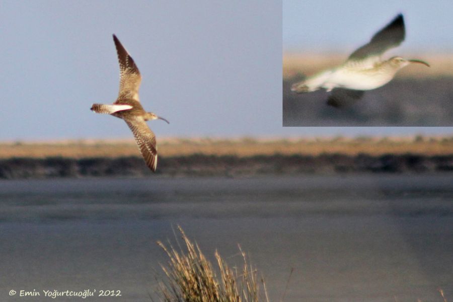 Sürmeli Kervançulluğu