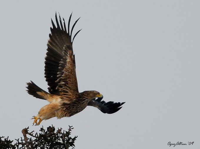Eastern Imperial Eagle