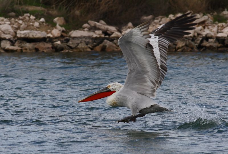 Dalmatian Pelican