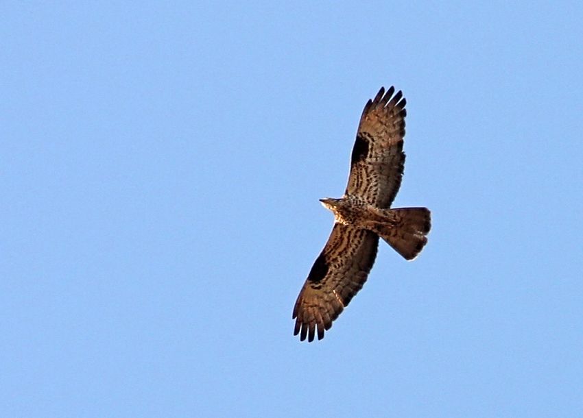 European Honey Buzzard