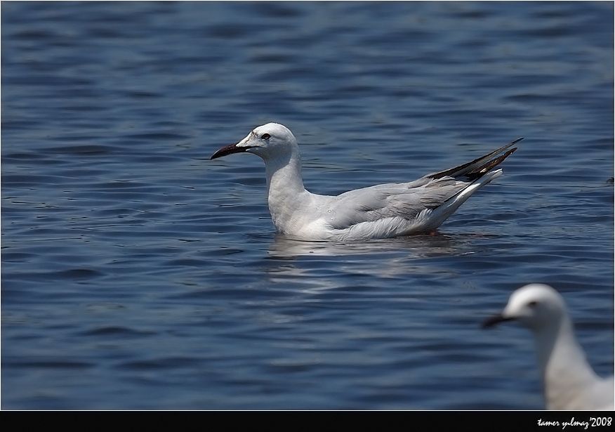 Slender-billed Gull