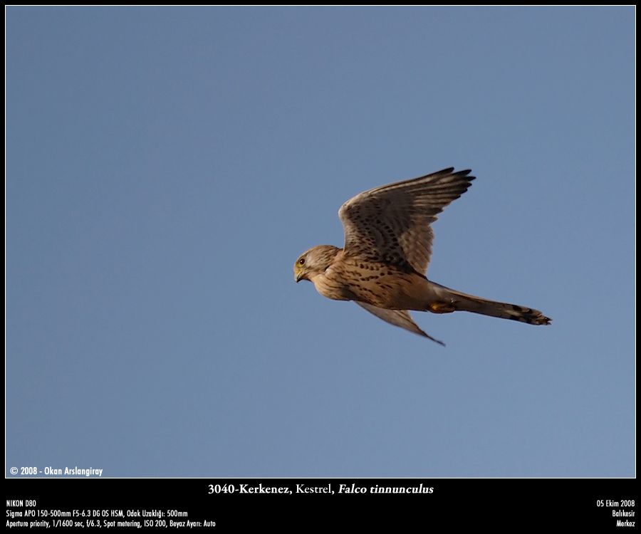 Common Kestrel