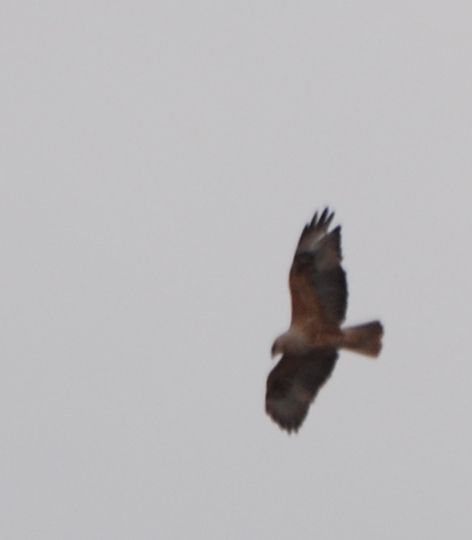 Long-legged Buzzard