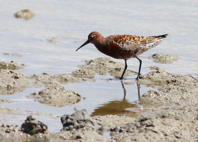 Curlew Sandpiper