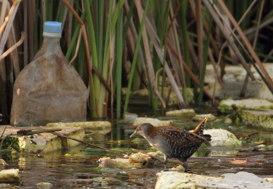 Baillon`s Crake