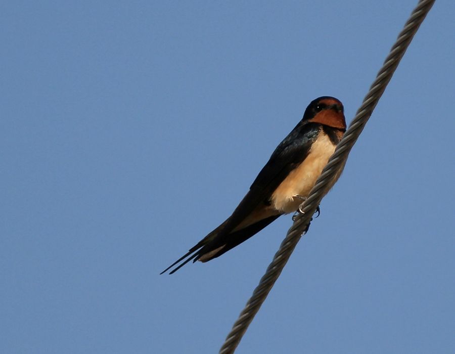 Kır Kırlangıcı