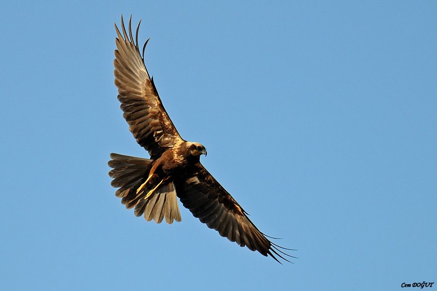Western Marsh Harrier