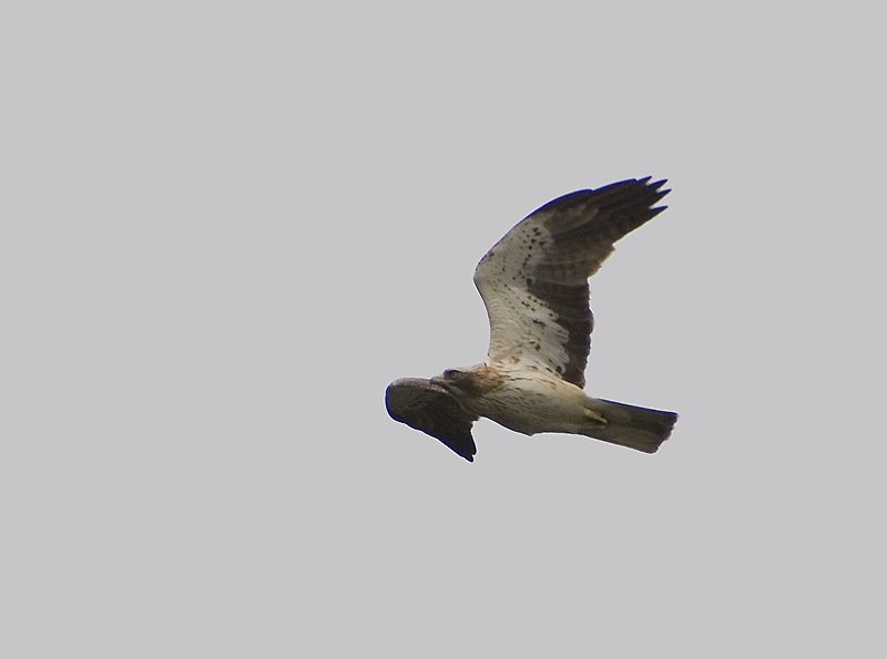 Booted Eagle