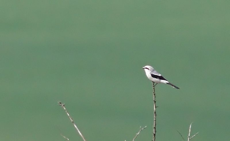 Great Grey Shrike