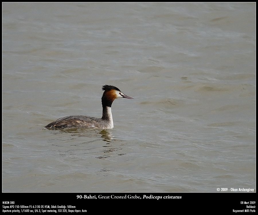 Great Crested Grebe
