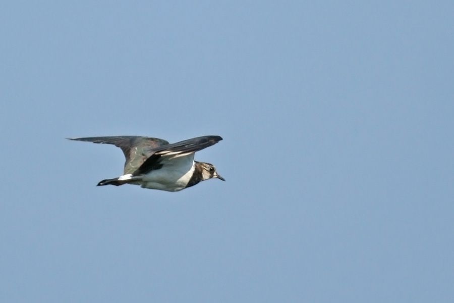 Northern Lapwing