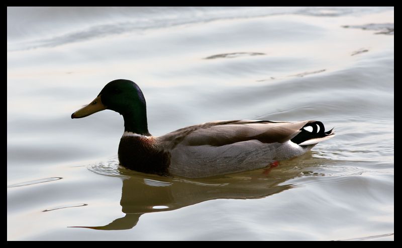 Mallard