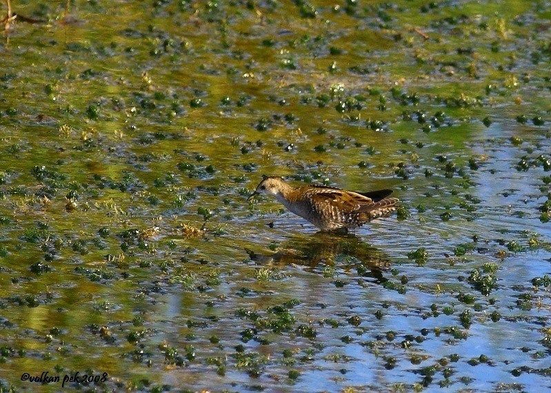 Little Crake