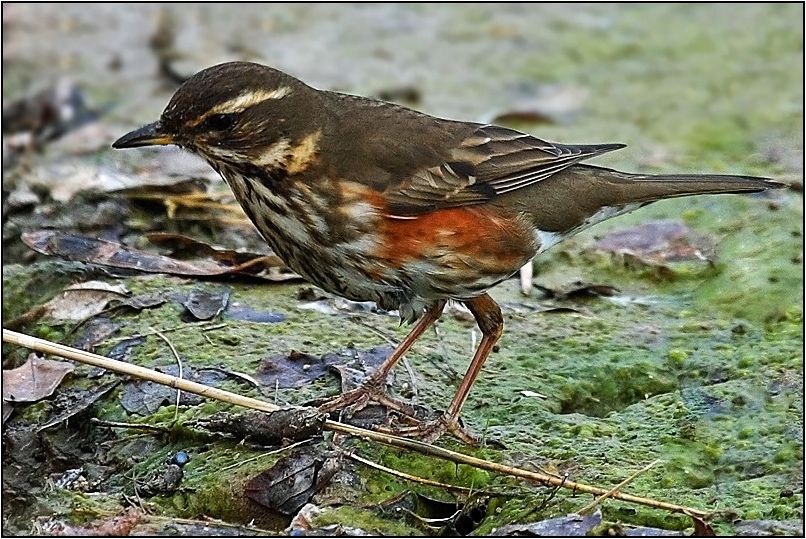 Redwing