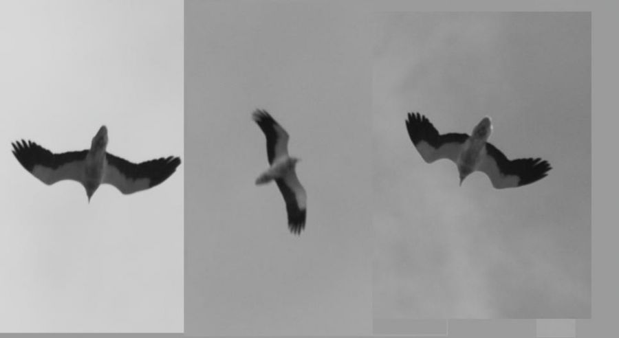 Egyptian Vulture