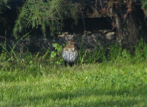 Song Thrush