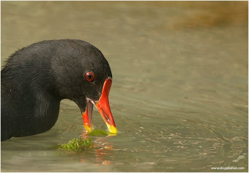 Common Moorhen