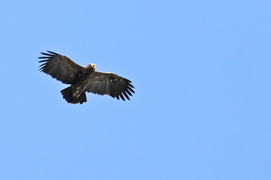 Lesser Spotted Eagle