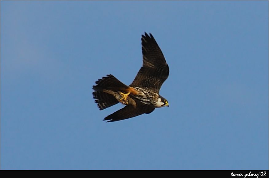 Eurasian Hobby