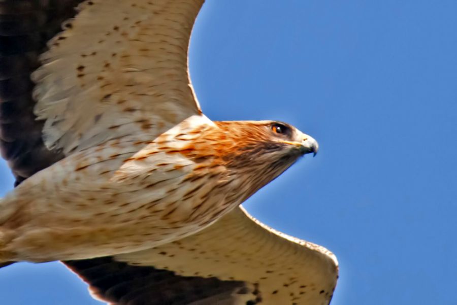 Küçük Kartal