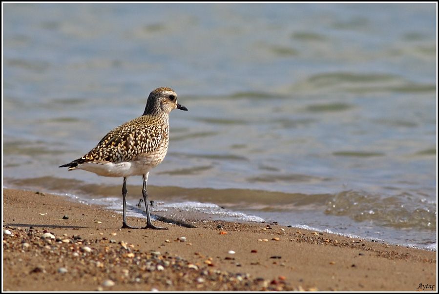 Grey Plover