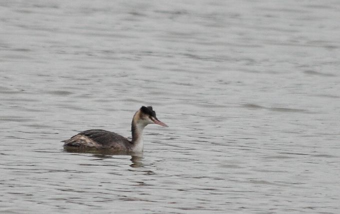 Great Crested Grebe