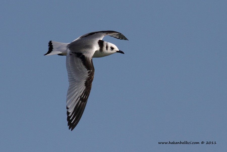 Black-legged Kittiwake