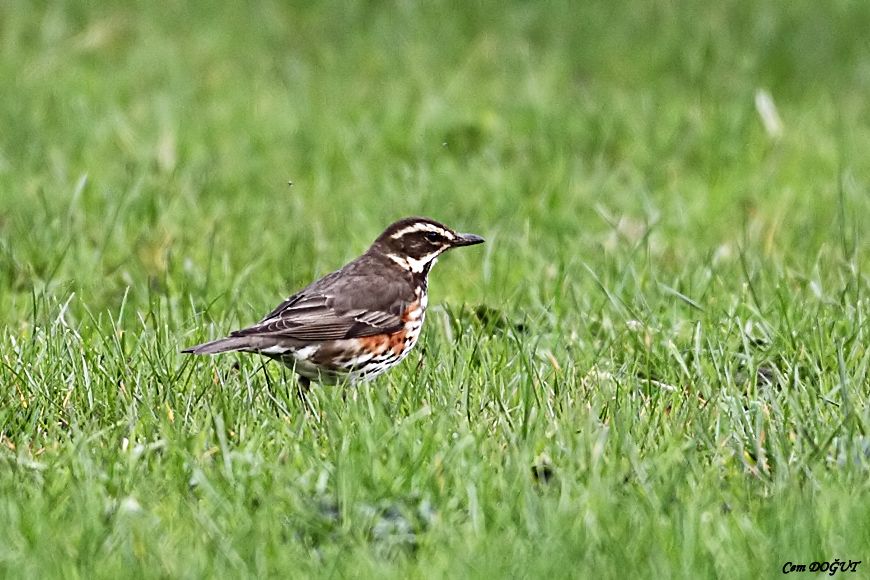 Redwing
