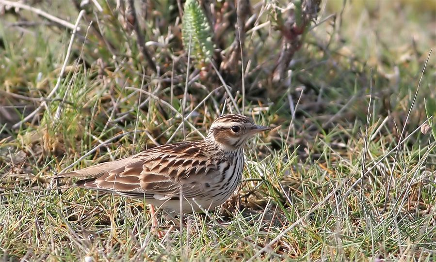 Woodlark