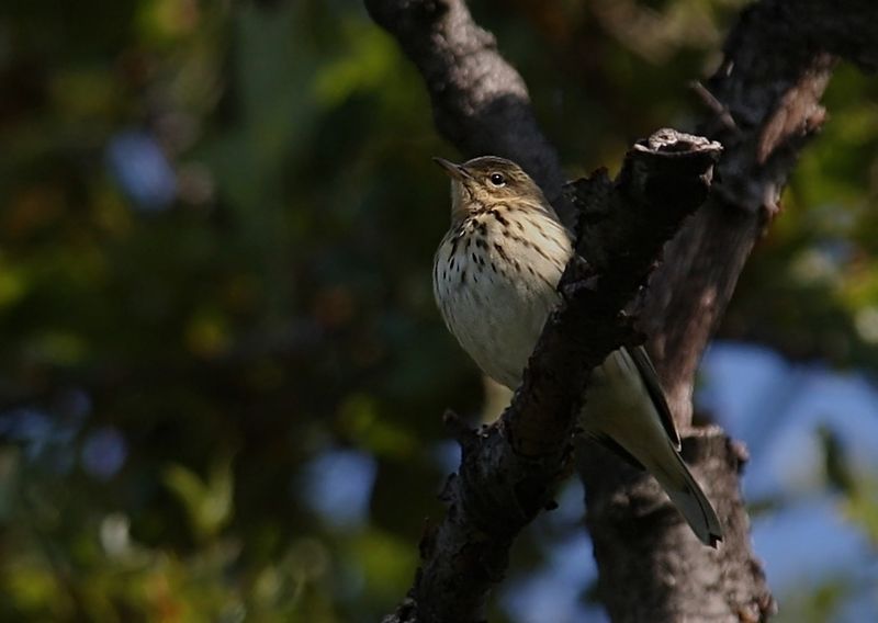 Tree Pipit