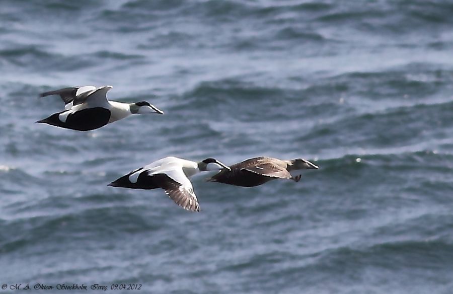 Common Eider