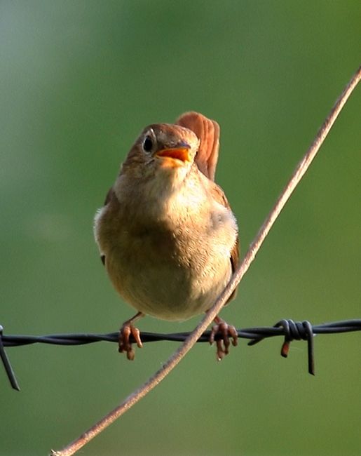 Common Nightingale