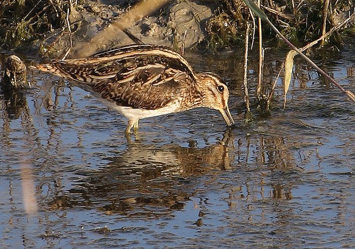 Common Snipe