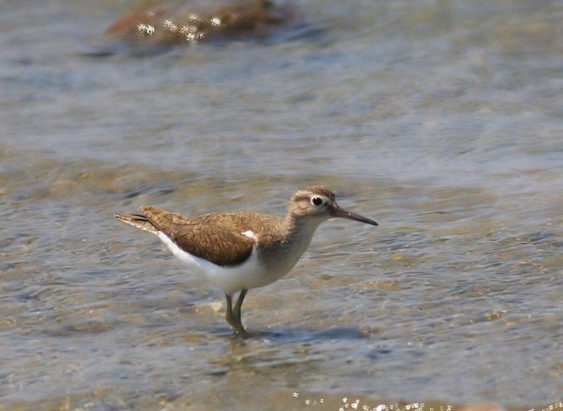 Common Sandpiper